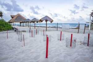Nidos de tortugas marinas en Cozumel 6