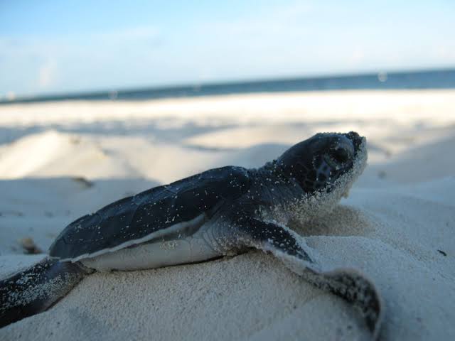 Protección a Tortugas Marinas en Cancún