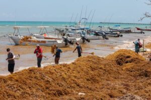 Sargazo en Playa del Carmen 5