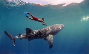 Tiburon Ballena en Isla Mujeres 5