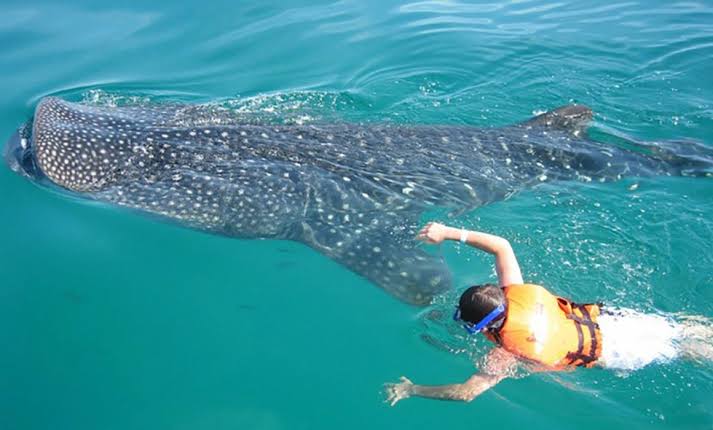 Tiburón Ballena en Isla Mujeres
