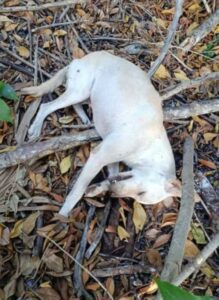 Unicaribe fauna feral 9