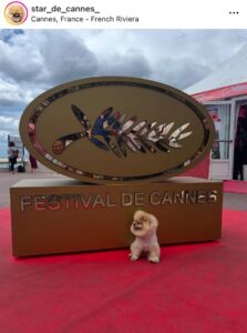 Star, la perrita que conquistó la alfombra roja de Cannes 2025