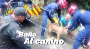 Perrito es enterrado vivo y lo salvan gracias a su ladridos 