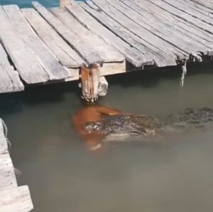 Perrito es arrastrado por un cocodrilo en Tulum