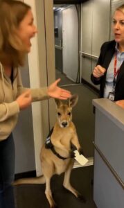 Canguro se vuelve viral por no poder viajar en avión