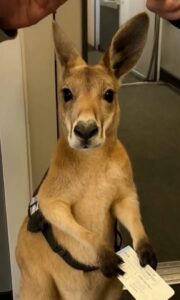 Canguro se vuelve viral por no poder viajar en avión