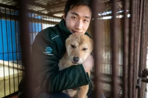 El actor Daniel Henney se unió a la organización Humane World for Animals para rescatar a 67 perros 