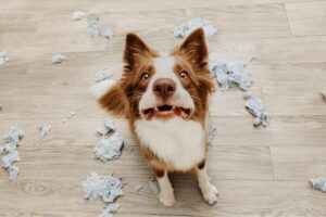 No abraces a tu perro al llegar a casa: este error podría costarle la vida