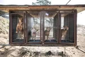 Actor rescata a 67 perros de una granja de venta de carne canina 