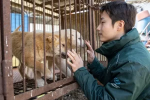 Actor rescata a 67 perros de una granja de venta de carne canina 