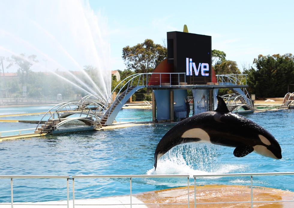 Cierre de parque marino en Francia deja a 2 orcas y 12 delfines en condiciones preocupantes