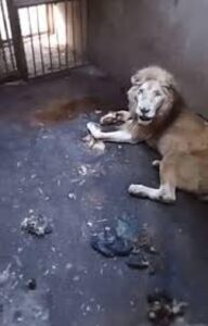 Muere “El Rey”,  león blanco por presunto maltrato en zoológico de Culiacán