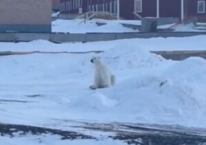 Oso polar ataca hombre frente a turistas y logra escapar 