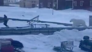 Oso polar ataca hombre frente a turistas y logra escapar 