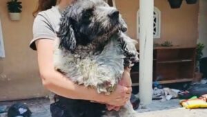Fénix, el perrito que sobrevivió a fuertes bombas molotov en Puebla 