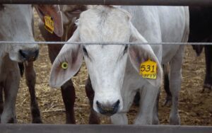 Suspensión de importación de ganado mexicano por gusano barrenador por EEUU, es “injusta”: Sheinbaum