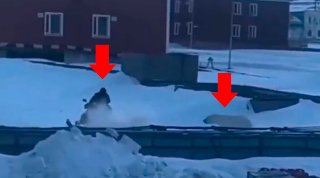 hombre logro escapar ataque oso polar video 1024x572 1