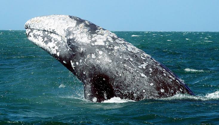 Récord histórico: 91 ballenas grises mueren en costas del Pacífico mexicano en 2025