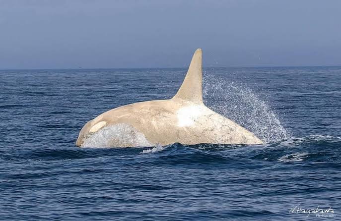 Increíble avistamiento de orca albina en Japón sorprende al mundo