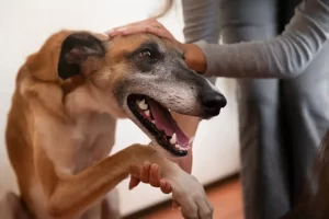 No abraces a tu perro al llegar a casa: este error podría costarle la vida