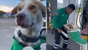 Perrito gasolinero roba los corazones en Tiktok
