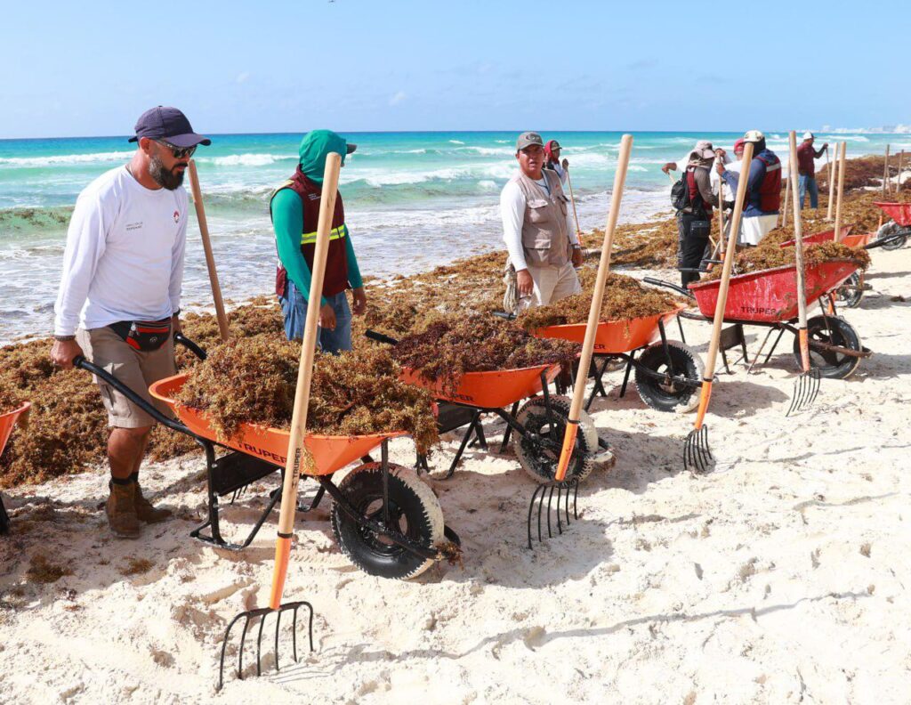 Hoteleros y autoridades de Cancún se unen contra el sargazo en mega jornada de limpieza
