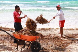 Hoteleros y autoridades de Cancún se unen contra el sargazo en mega jornada de limpieza