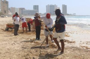 Hoteleros y autoridades de Cancún se unen contra el sargazo en mega jornada de limpieza