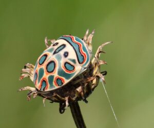 Chinche Picasso, un insecto africano con mucho arte 