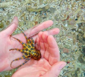 Pulpo de anillos azules, la joya tóxica del océano Pacífico