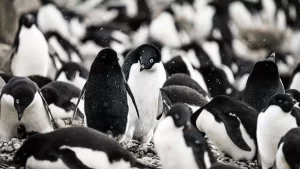 Excremento de pingüino ayuda a enfriar el planeta 