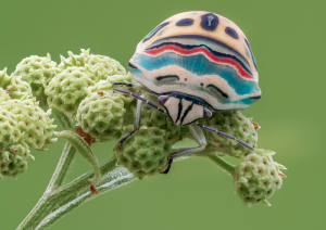 Chinche Picasso, un insecto africano con mucho arte 