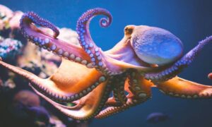Pulpo maya, una joya marina y mexicana con mucha inteligencia 