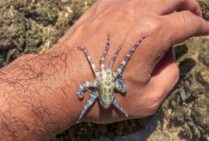 Pulpo de anillos azules, la joya tóxica del océano Pacífico