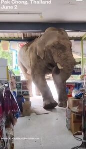 Elefante ataca tienda por estar hambriento