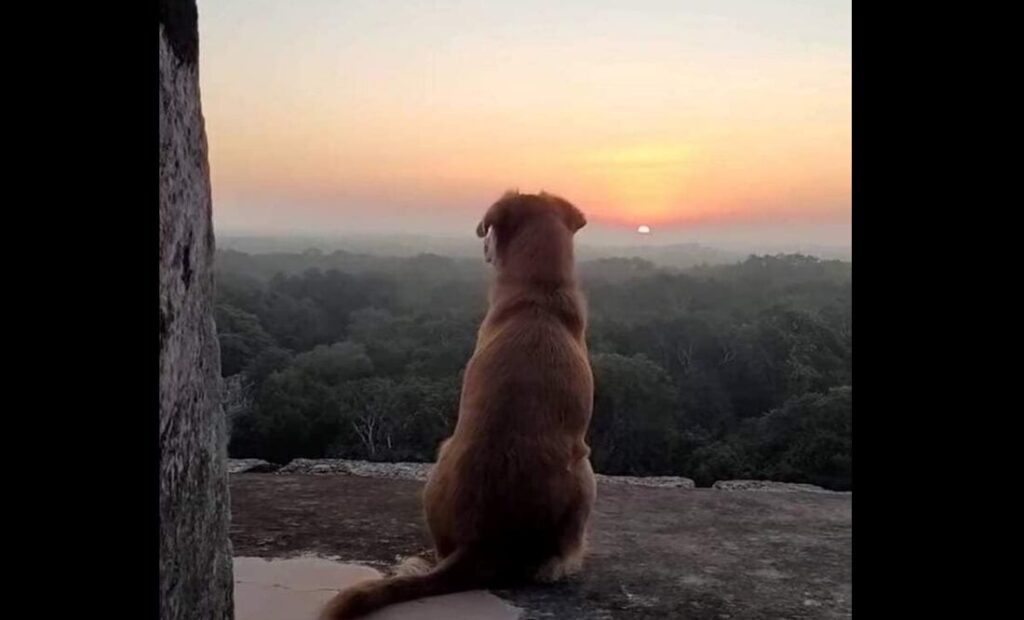 La historia de Osita, la perrita que cuida Chichén Itzá bajo la luna