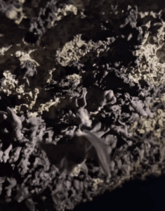 Asombrosa cueva urbana de maternidad de murciélagos en la Universidad del Caribe