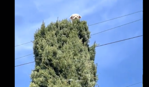 Perrito se sube a la punta de un árbol y piden auxilio para bajarlo