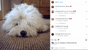 Muere Best, el perrito de Mark Zuckerberg 