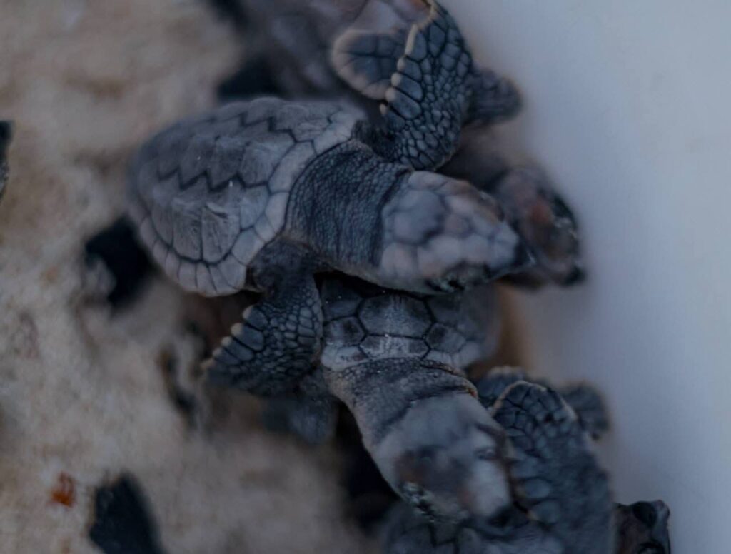 Crías de tortugas marinas en Cancún