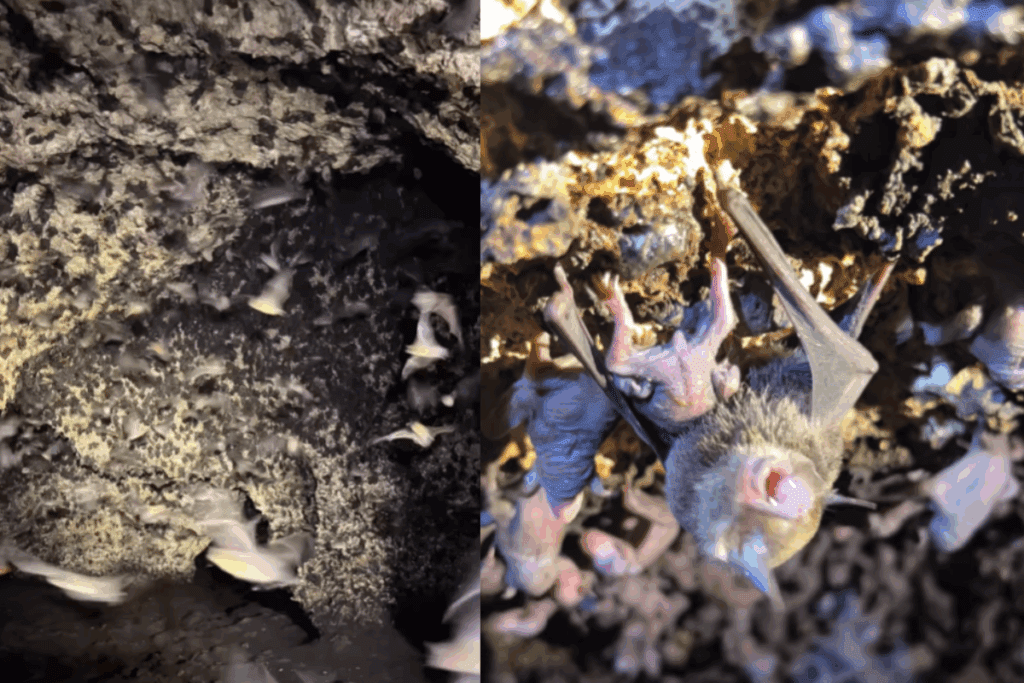 Asombrosa cueva urbana de maternidad de murciélagos en la Universidad del Caribe