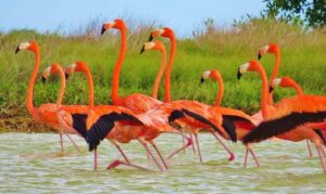 Flamingos en Rio Lagartos 1