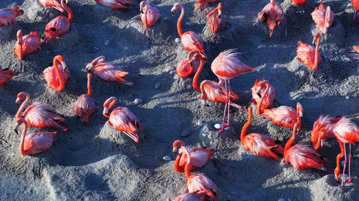 Flamingos en Río Lagartos