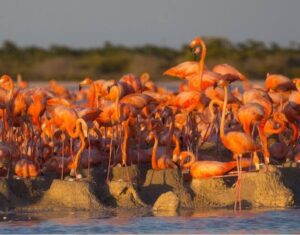 Flamingos en Rio Lagartos 9