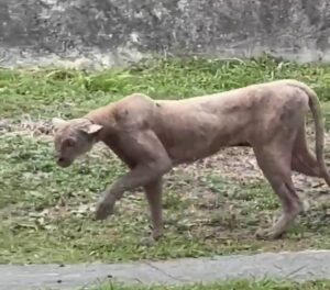 Puma es captado cazando un gato en calle de Monterrey