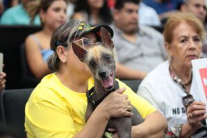 Avalan hasta 5 años de prisión por maltrato animal en Chiapas 