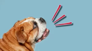 Multa de 4500 pesos a dueños de perros que ladren mucho 