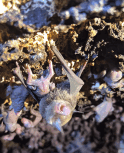 Asombrosa cueva urbana de maternidad de murciélagos en la Universidad del Caribe