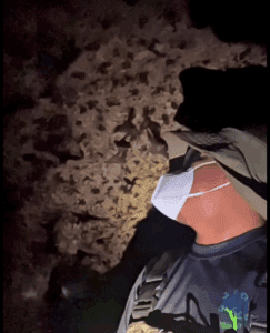 Asombrosa cueva urbana de maternidad de murciélagos en la Universidad del Caribe